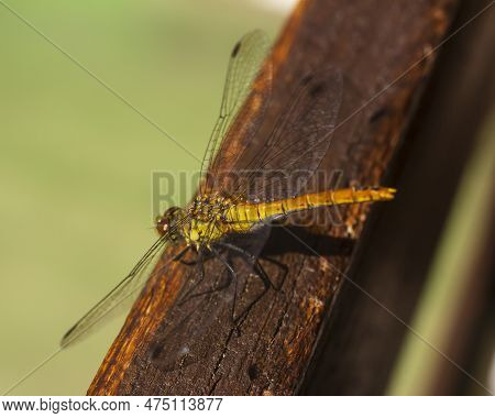 The Ruddy Darter (sympetrum Sanguineum) Close-up. It Is A Species Of Dragonfly Of The Family Libellu