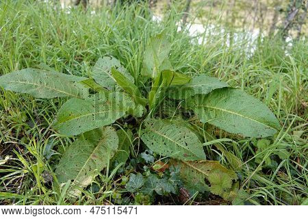 Natural Low Angle Close Up Of A Large Young Common European Broad Leaved Dock In Rumex Obtusifolius,