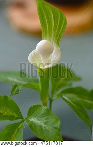 Cobra Lily Urashima ( Arisaema Urashima ) A Spathe And Spadix. Araceae Perennial Bulbous Plant Nativ