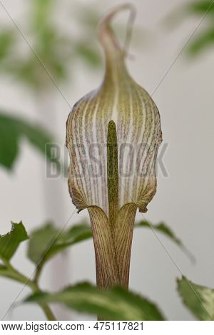 Cobra Lily Urashima ( Arisaema Urashima ) A Spathe And Spadix. Araceae Perennial Bulbous Plant Nativ