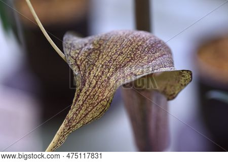 Cobra Lily Urashima ( Arisaema Urashima ) A Spathe And Spadix. Araceae Perennial Bulbous Plant Nativ