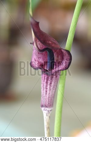 Cobra Lily Urashima ( Arisaema Urashima ) A Spathe And Spadix. Araceae Perennial Bulbous Plant Nativ