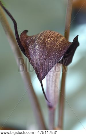Cobra Lily Urashima ( Arisaema Urashima ) A Spathe And Spadix. Araceae Perennial Bulbous Plant Nativ