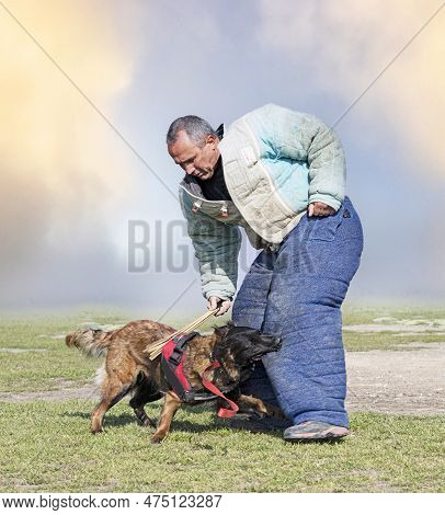 Young Belgian Shepherd Training In The Nature For Security