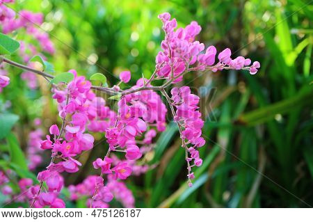 Closeup Bunches Of Gorgeous Coral Vine Or Mexican Creeper Flowers Blooming In The Sunlight