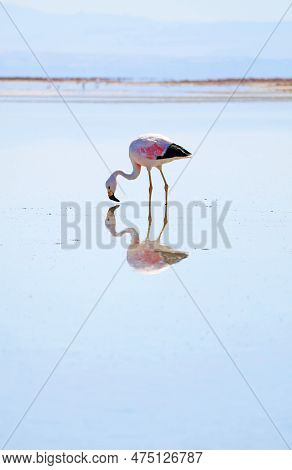 Beautiful Flamingo Grazing In Chaxa Lagoon, Part Of The Salar De Atacama Salt Flat In Antofagasta Re