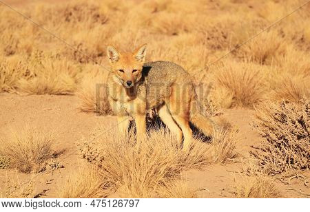 Friendly Andean Fox Gracing In The Foothill Meadow Of Atacama Desert, The Los Flamencos National Res