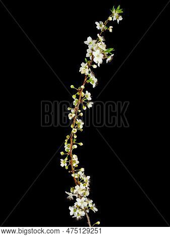 White beautiful flowers on a blooming plum tree branch isolated on black