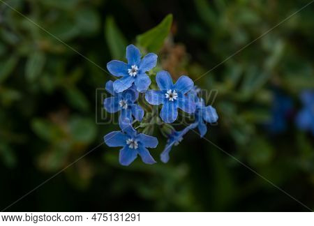 Stickseed Blossoms Along The Miguel Meadows Fire Road In Yosemite National Park