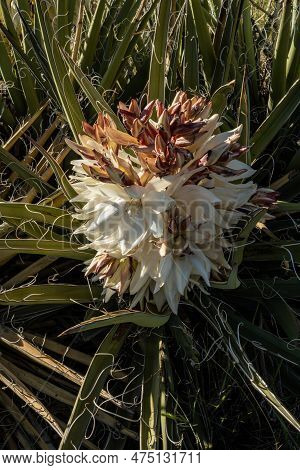 Blooming Yucca Flowers In Mesa Verde National Park In Summer