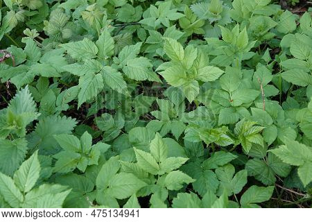 Natural Closeup On The Foliage Of A European Ground Elder, Aegopodium Podagraria