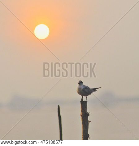 Sunrise And Early Bird Finding Of Food.