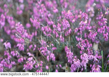 Pink And Purple Flowers Of Calluna Vulgaris, Common Heather, Ling, Or Simply Heather Close-up.