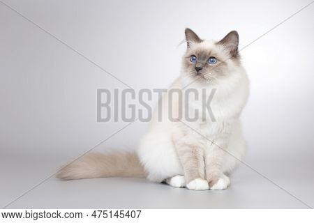 Four Months Old Kitten Female Of Birma Cat Portrait