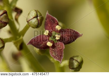 Natural Closeup On The Distinctive Flower Of Japanese Aucuba Gold Dust Shrub , Acubia Japonica