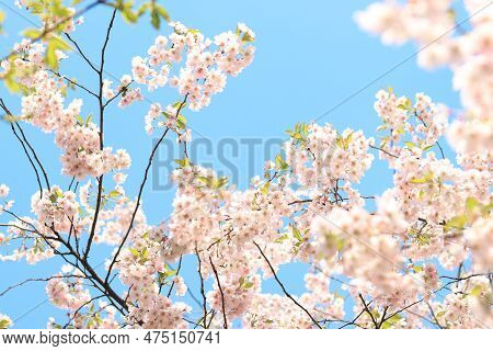 Cherry Blossoms Against The Sky. Spring Light Pink Flowers On Tree Branches With Selective Focus. Sp