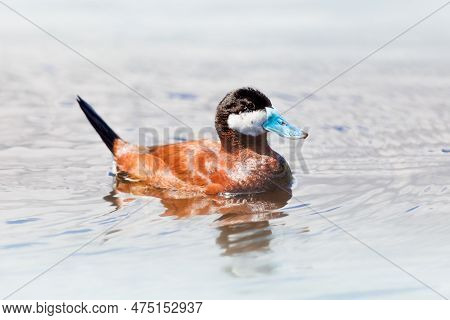 A Ruddy Duck Swimming In A Lake In The Carribean