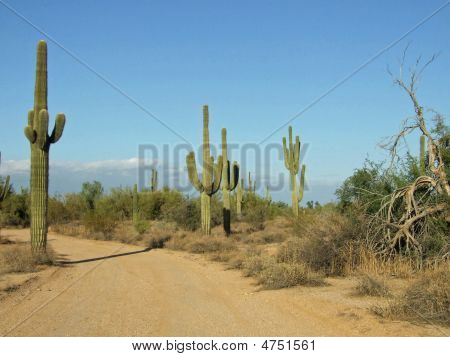 Poušť Saguaros v Sedona