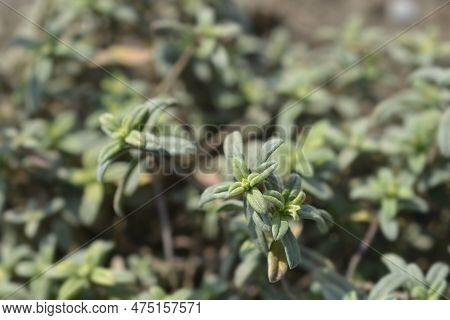 Rock Rose Fire Dragon Leaves In The Garden