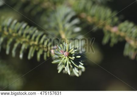 Blue Spanish Fir Branch In The Spring
