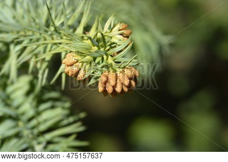 Taiwan Coffin Fir Branch With Flowers In Thr Spring