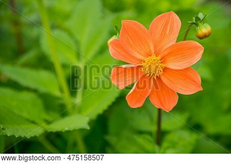 Gorgeous Dahlia Variabilis Pink Flower Close-up On Flowerbed. Flower Among Green Leaves On Green Nat
