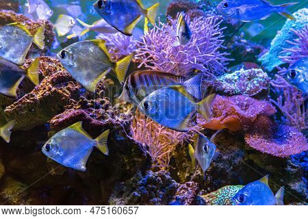 Monodactylus Argenteus, Silver Moonyfish, Silver Moony, Butter Bream, Diamondfish In Marine Aquarium