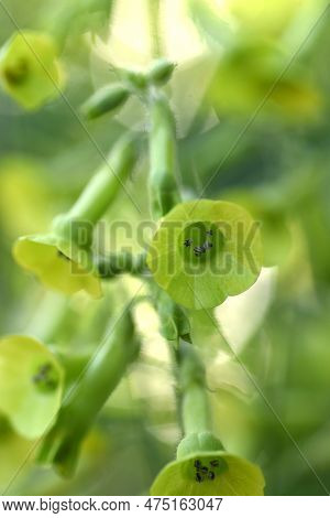 Langsdorff's Tobacco ( Nicotiana Langsdorffii ) Flowers.langsdorff's Tobacco Has Nodding, Bell-shape