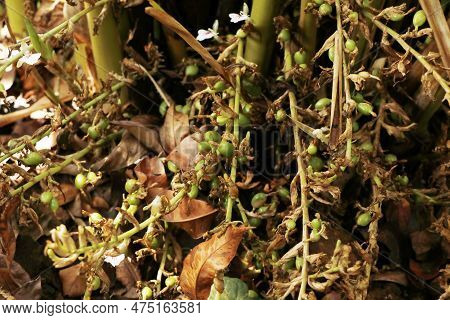 Green And Unripe Cardamom Pods In Plant In Kerala, India.is The Third Most Expensive Spice, Guatemal