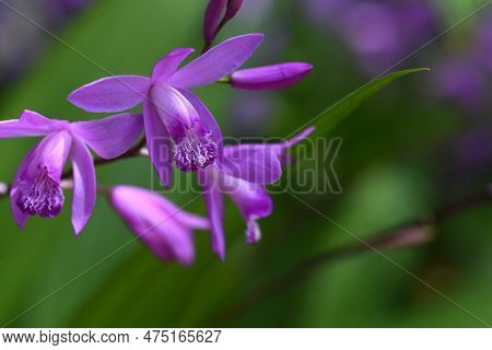 Hyacinth Orchid (bletilla Striata) Flowers. Orchidaceae Perennial Plant. Flowering Season Is From Ap