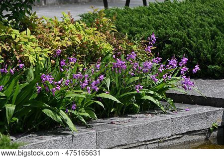 Hyacinth Orchid (bletilla Striata) Flowers. Orchidaceae Perennial Plant. Flowering Season Is From Ap