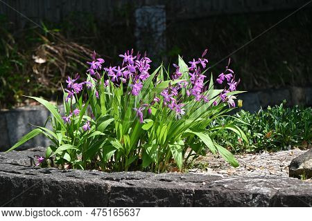 Hyacinth Orchid (bletilla Striata) Flowers. Orchidaceae Perennial Plant. Flowering Season Is From Ap