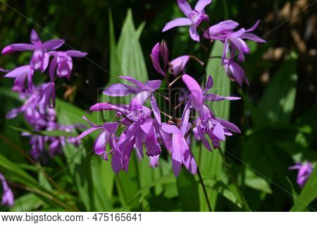 Hyacinth Orchid (bletilla Striata) Flowers. Orchidaceae Perennial Plant. Flowering Season Is From Ap