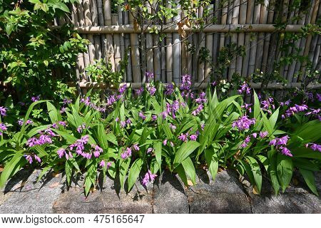 Hyacinth Orchid (bletilla Striata) Flowers. Orchidaceae Perennial Plant. Flowering Season Is From Ap
