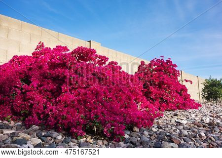 Xeriscaping With Red Bougainvillea Shrubs And River Rocks At Road Sides In Phoenix, Arizona