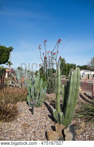 Arizona Desert Style Roadside Xeriscaping With Cacti And Drought-resistant Desert Plants