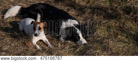 Dog Jack Russell Terrier And Border Collie Lie On Yellow Autumn Grass. Widescreen.