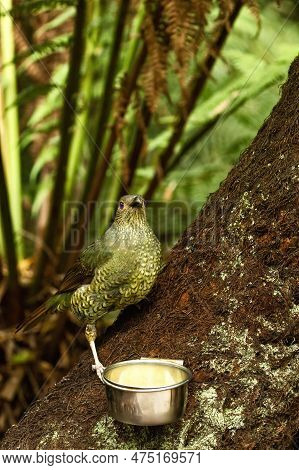 Female Satin Bowerbird With Marvellous Blue Eyes Standing On A Tree And Eating In A Bowl