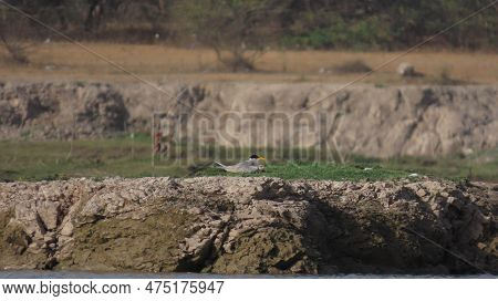 Jamnagar, Gujarat, India. April-09-2023. River Tern Bird With Young Tern Birds.