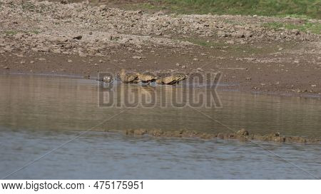 Jamnagar, Gujarat, India. April-09-2023. Sandgrouse Birds.