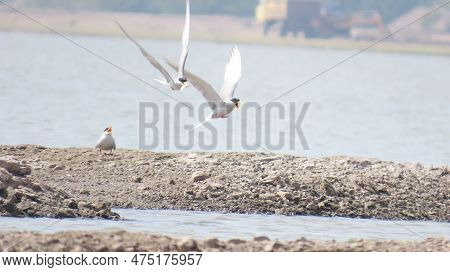 Jamnagar, Gujarat, India. April-09-2023. River Tern Bird Flying.