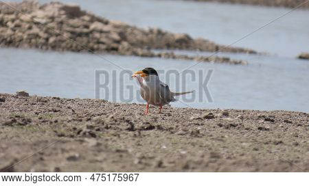Jamnagar, Gujarat, India. April-09-2023. River Tern Bird With Kill