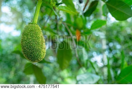 Young Jackfruit On Jackfruit Tree In A Tropical Fruit Garden. Baby Jackfruit On Blur Background Of G