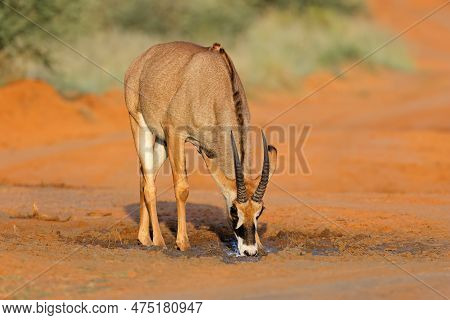 A Rare Roan Antelope (hippotragus Equinus) In Natural Habitat, Mokala National Park, South Africa