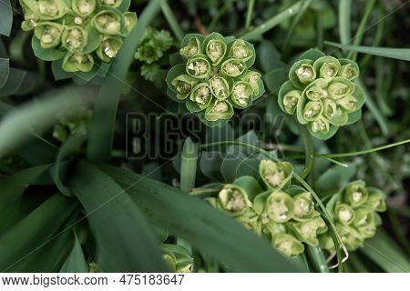 Rosetta Stonecrop, Or Sedum Rosetta. Close-up Photo Of Its Small Green Leaves.