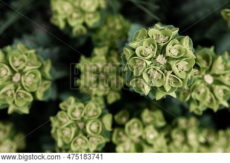 Rosetta Stonecrop, Or Sedum Rosetta. Close-up Photo Of Its Small Green Leaves.