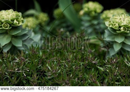 Rosetta Stonecrop, Or Sedum Rosetta. Close-up Photo Of Its Small Green Leaves.