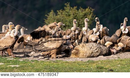 Group Of Griffon Vultures On A Dunghill Starting To Eat A Sheep