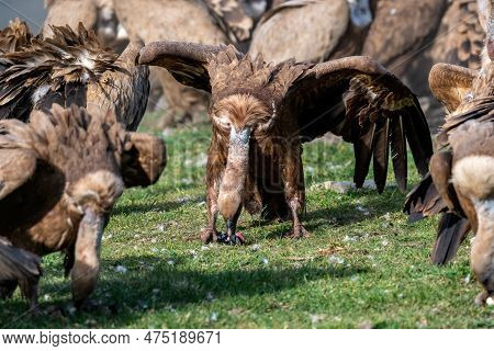 Griffon Vulture Eating Carrion On Grass With Vultures In Background