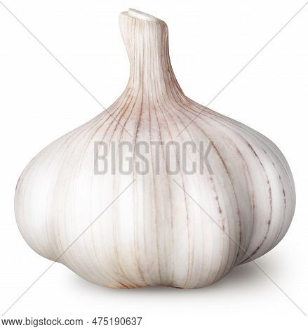 Isolated Garlic. Raw Garlic Isolated On White Background